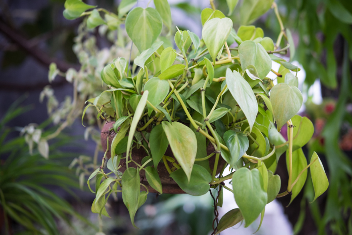 Jiboia é uma das 5 flores pendentes para ter em casa - Reprodução Canva