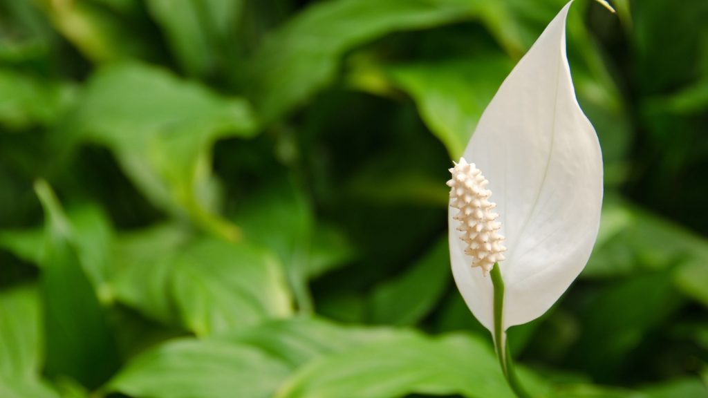 Plantas que preferem sombra. Foto: Canva pro