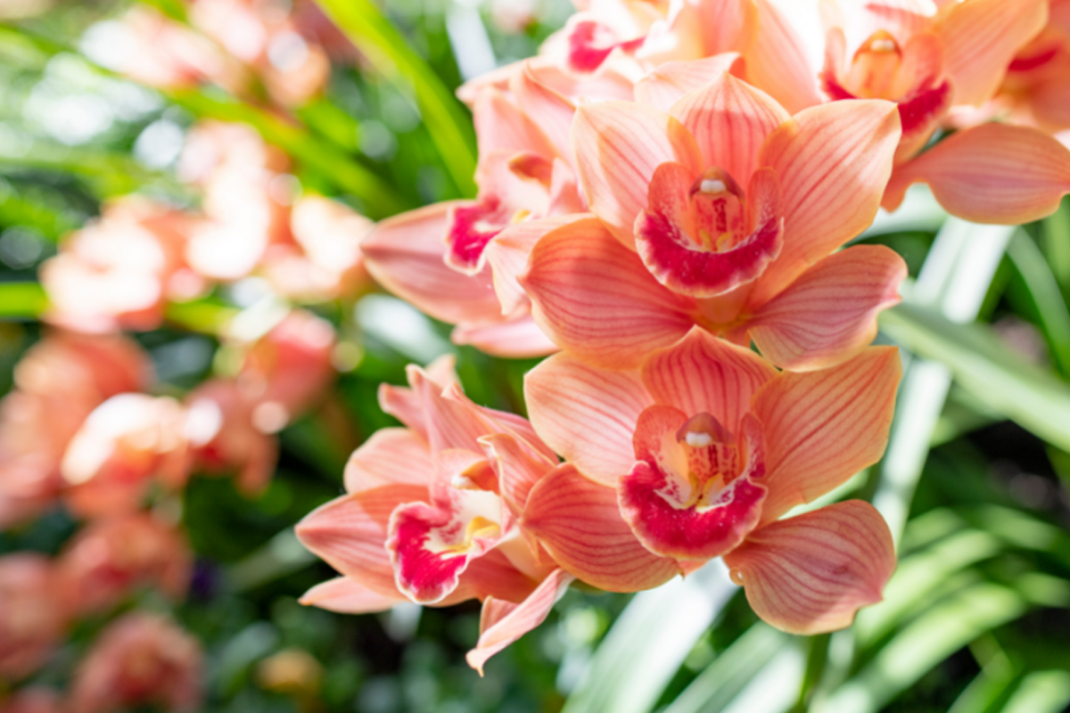 Barquinho, uma das orquídeas fáceis de cultivar - Reprodução Canva