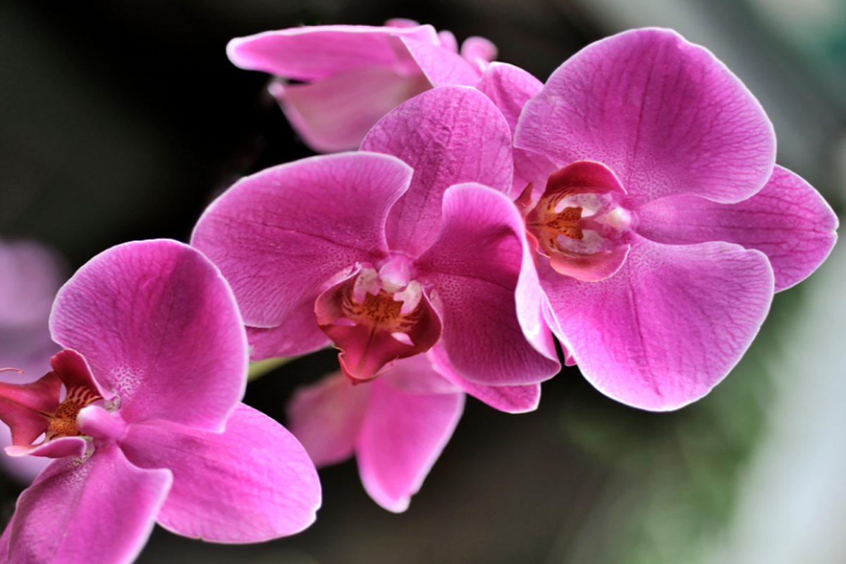 Orquídea borboleta - Reprodução Canva