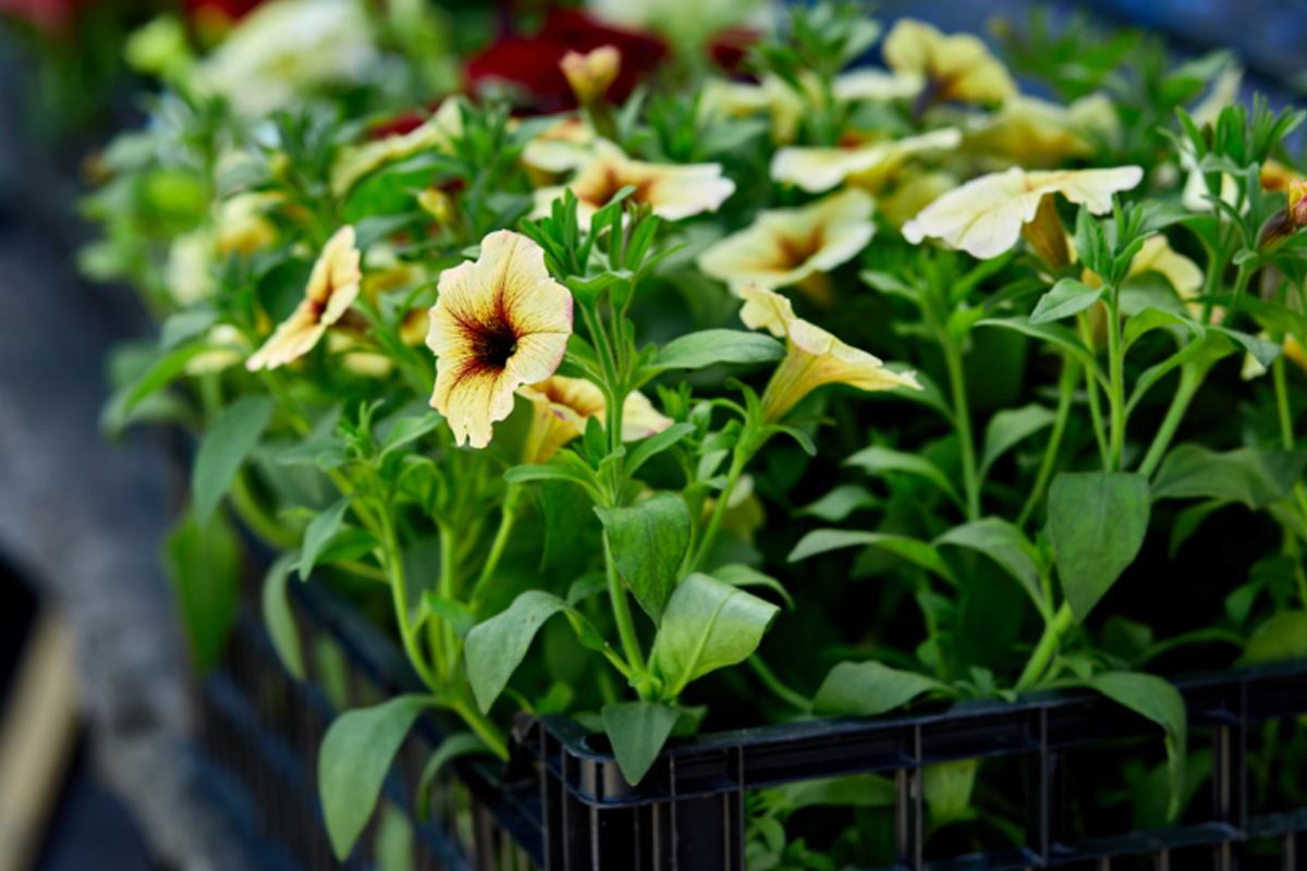 Petúnias - Reprodução Canva