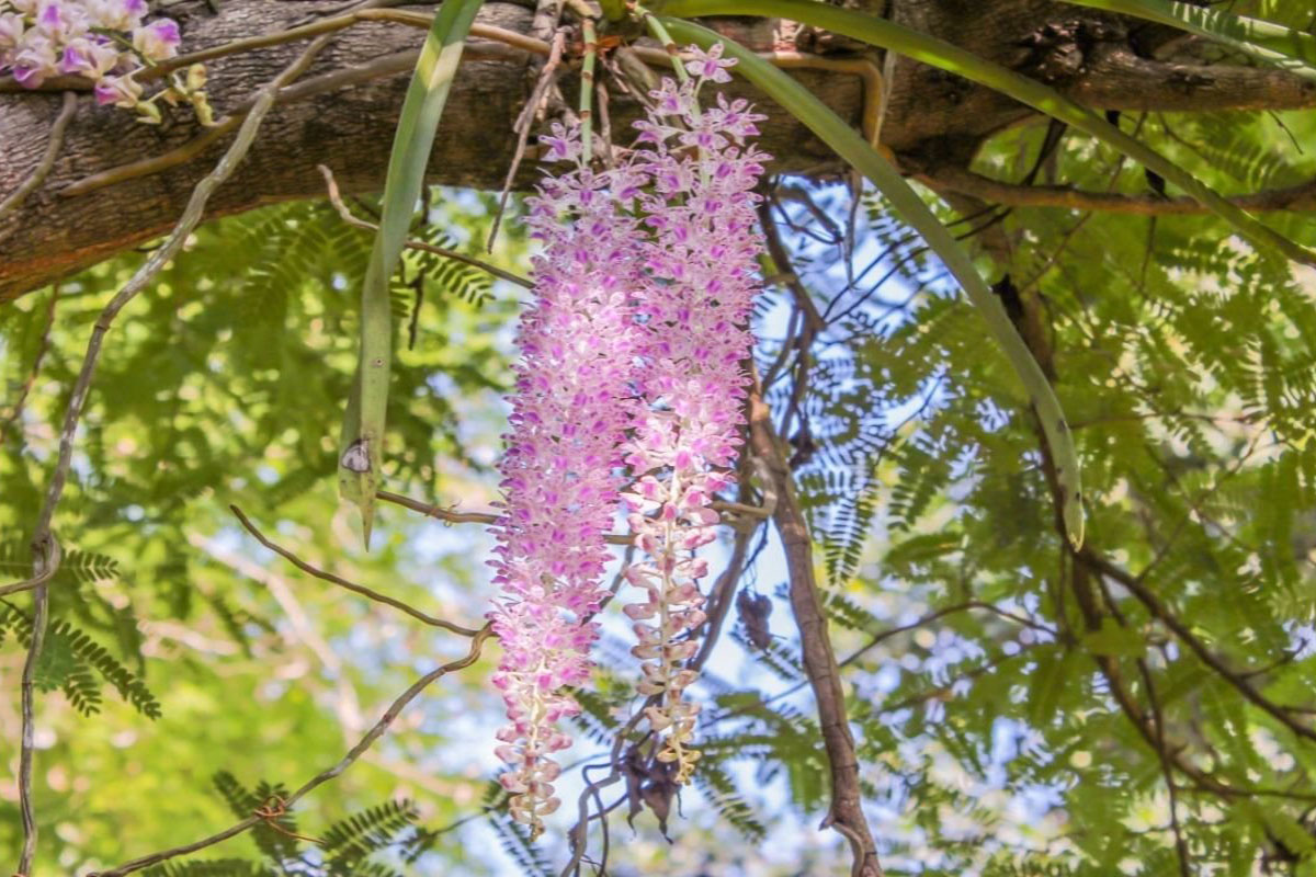 Quais espécies de orquídeas gostam de ficar em troncos - Reprodução Canva Pró