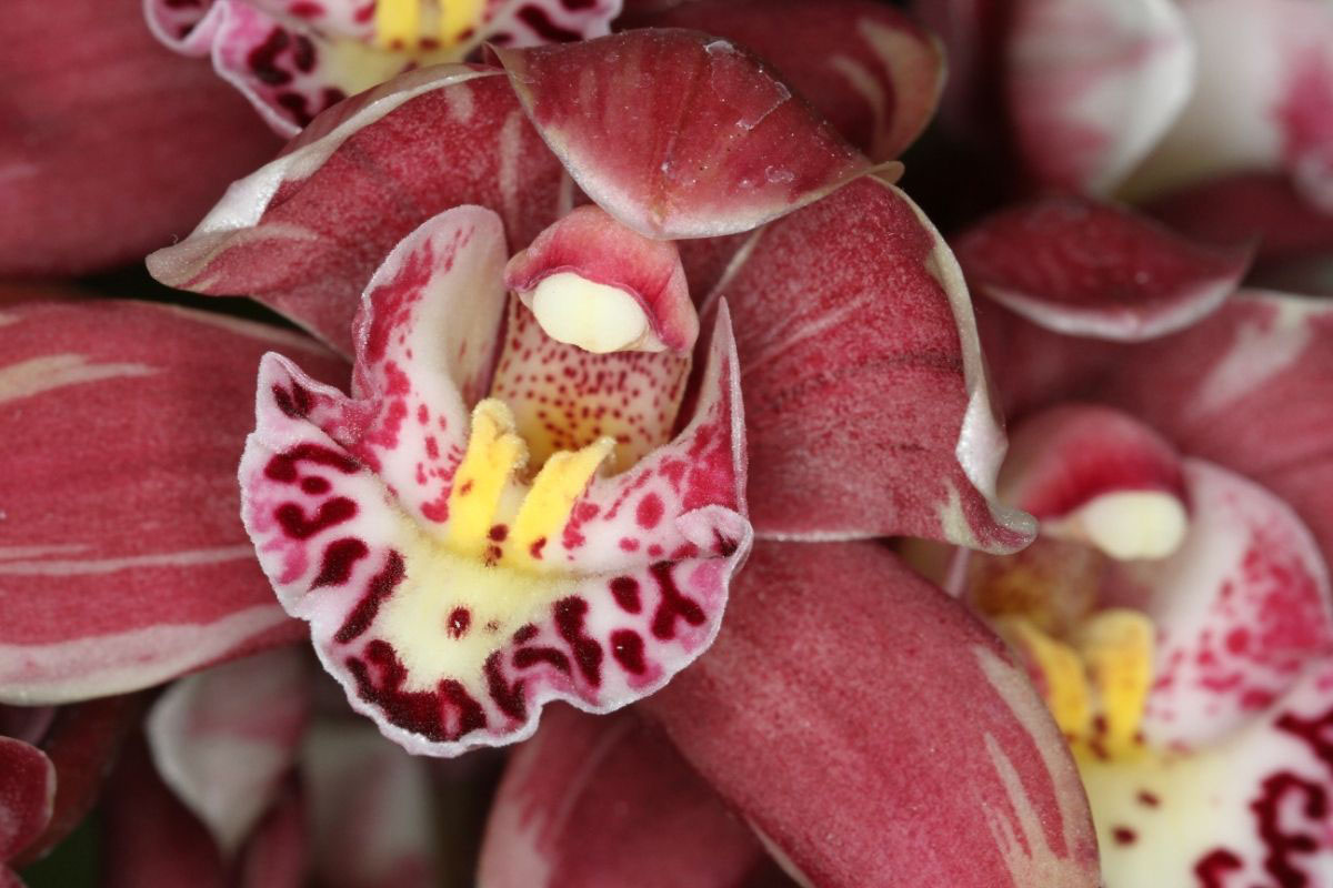 Quanto tempo vive uma orquídea - Reprodução Canva Pró