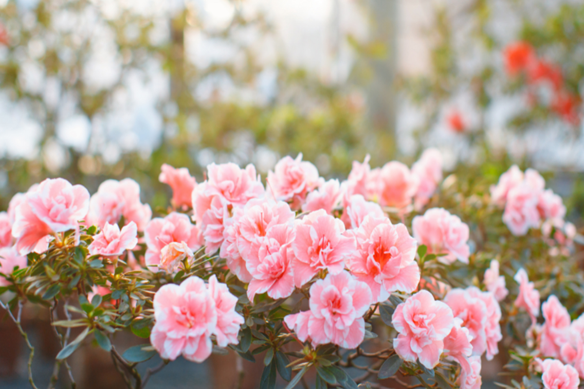 Saiba como cultivar azaleia - Reprodução canva Saiba como cultivar azaleia - Reprodução canva