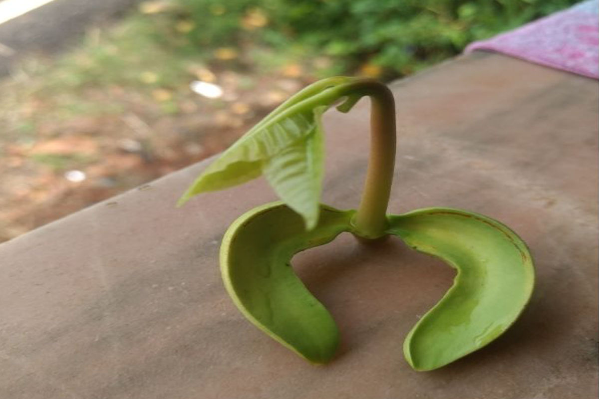 Saiba como cultivar caju das castanhas - Reprodução Canva Pró