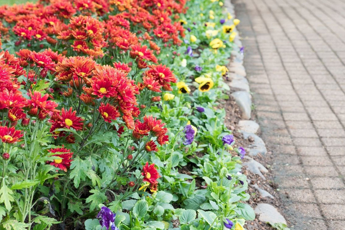 Saiba como cultivar gérbera - Reprodução Canva Pró