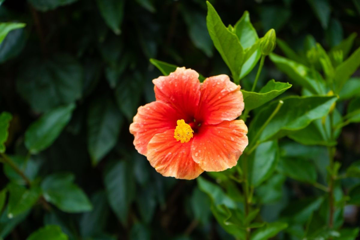 Saiba como cultivar hibisco - Reprodução Canva Pró