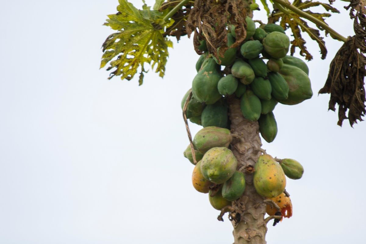 Como cultivar mamão papaia no vaso - Reprodução Canva Pró