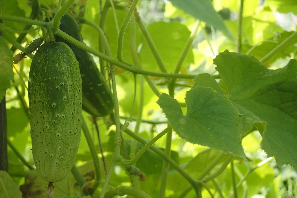 Saiba como cultivar pepino - Reprodução Canva Pró