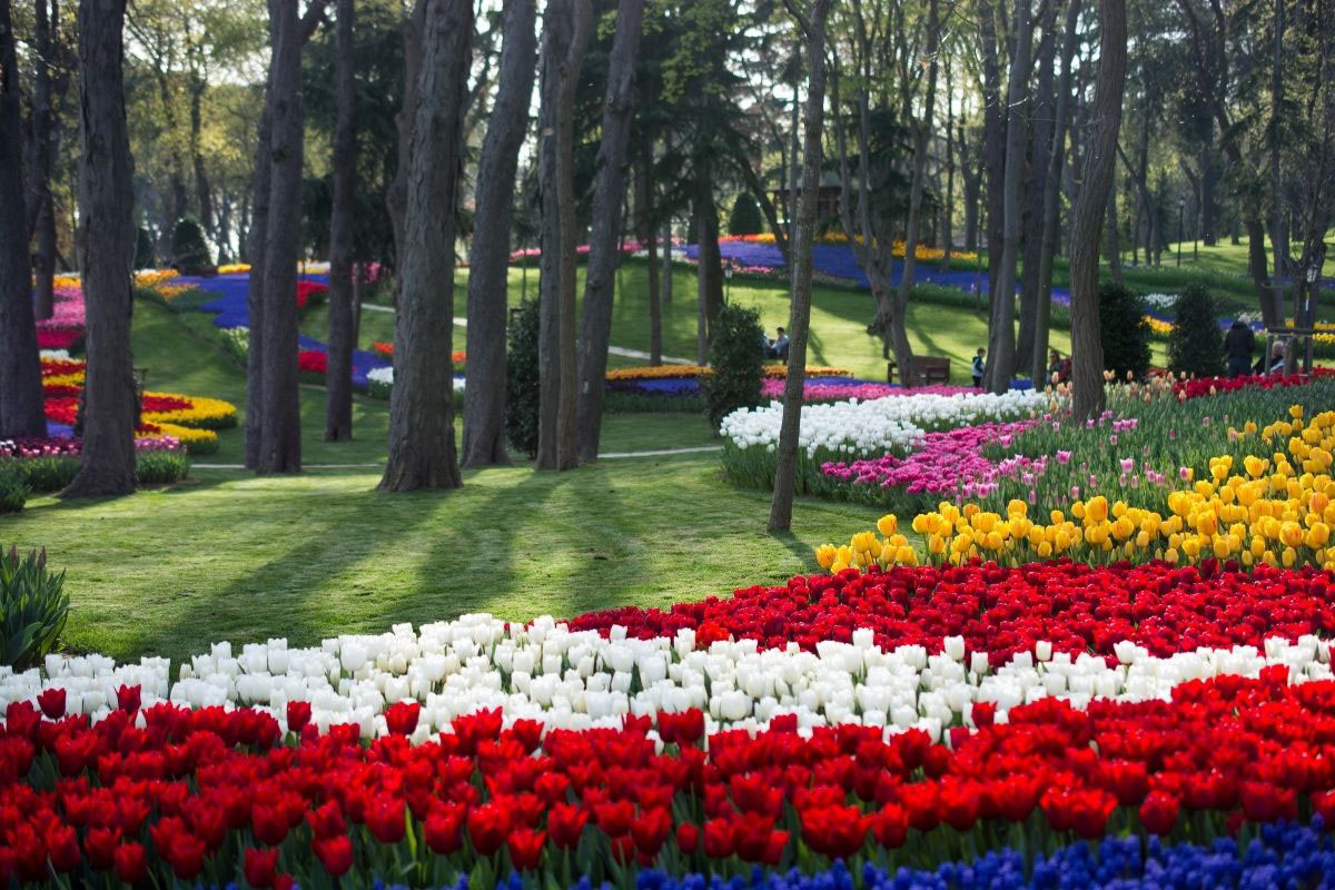 Saiba como cultivar tulipas no vaso - Reprodução Canva Pró