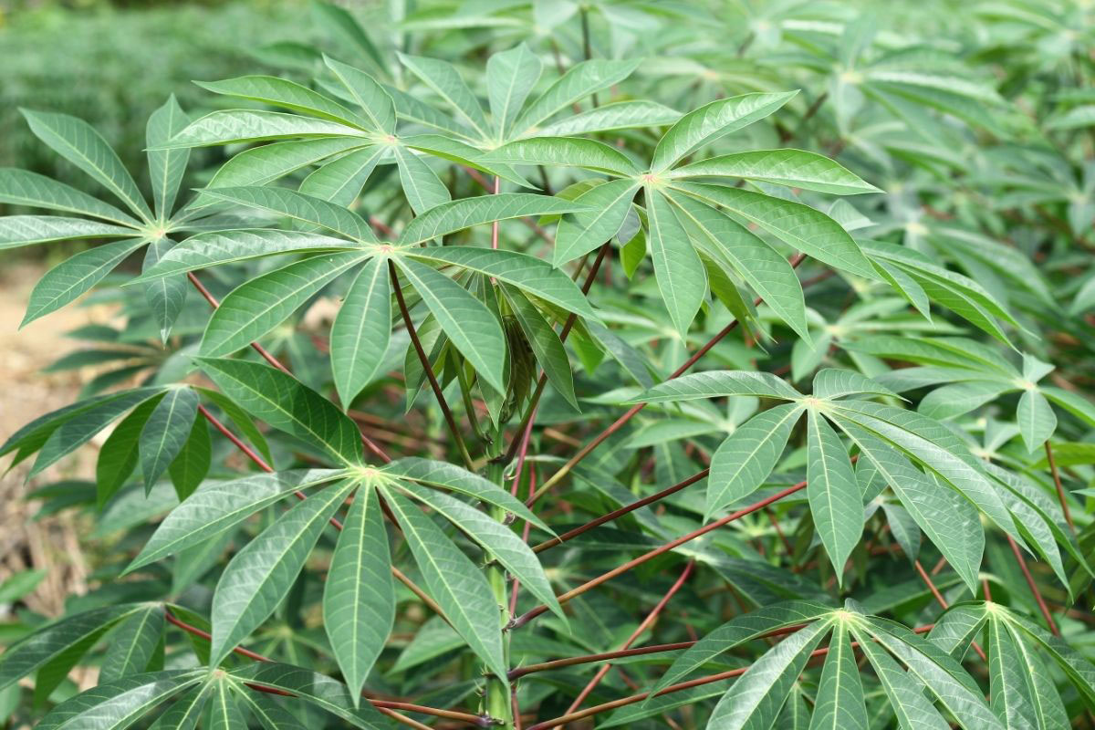 Saiba como escolher mandioca macia e fácil de cozinhar - Reprodução Canva Pró