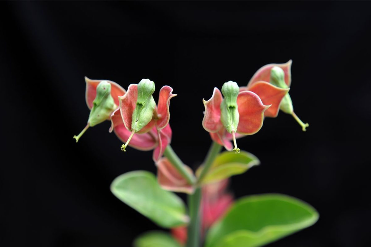 Saiba como fazer mudas de flor-pássaro - Reprodução Canva Pró