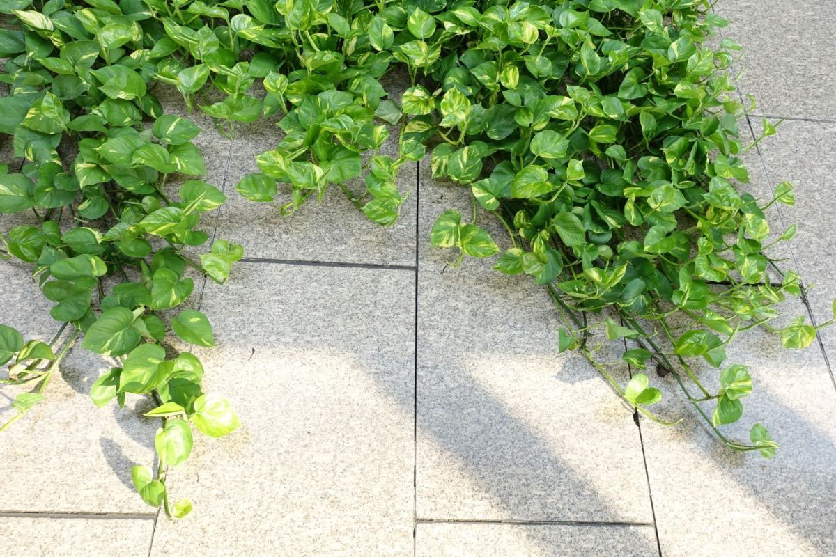 Saiba como fazer mudas de jiboia - Reprodução Canva Pró Saiba como fazer mudas de jiboia - Reprodução Canva Pró