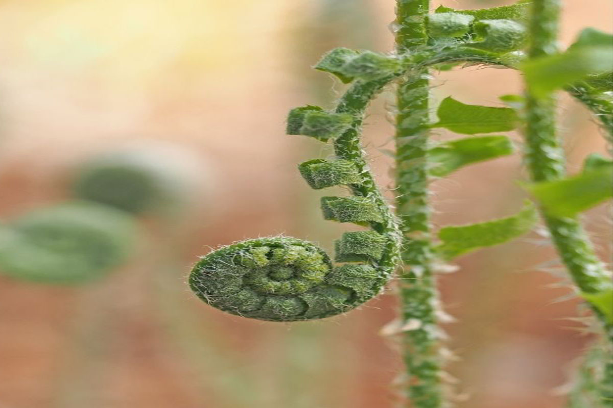 Saiba como fazer mudas de samambaia - Reprodução Canva Pró Saiba como fazer mudas de samambaia - Reprodução Canva Pró
