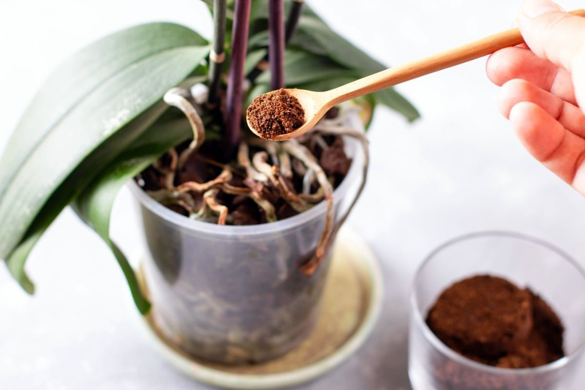 Saiba como fazer um adubo ideal para árvores frutíferas