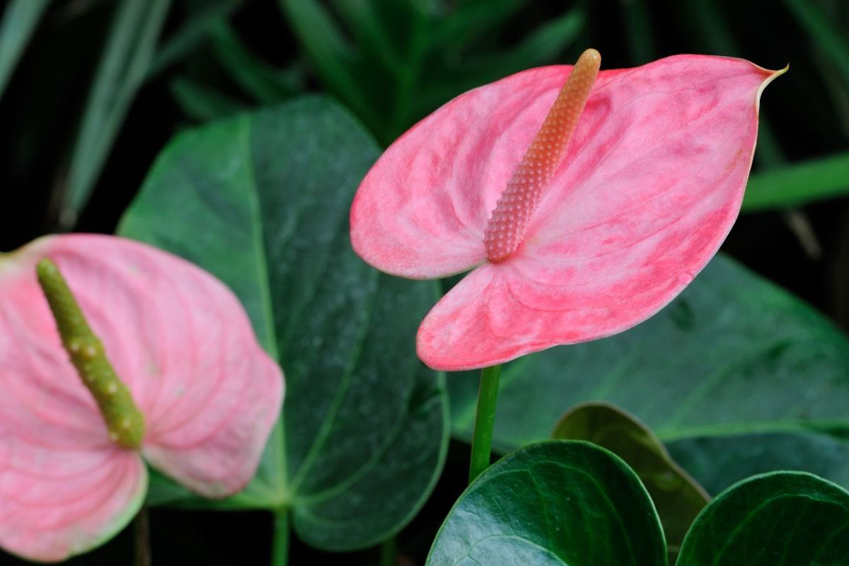 Saiba como manter antúrios sempre floridos - Reprodução Canva Pró