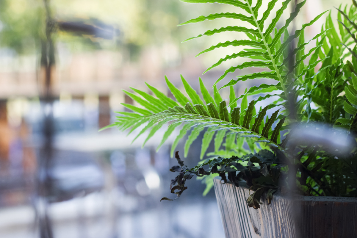 Samambaia - Reprodução canva