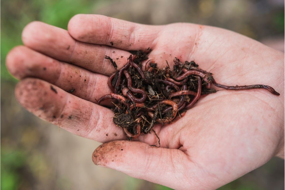 Veja como atrair minhocas para o canteiro - Reprodução Canva Pro