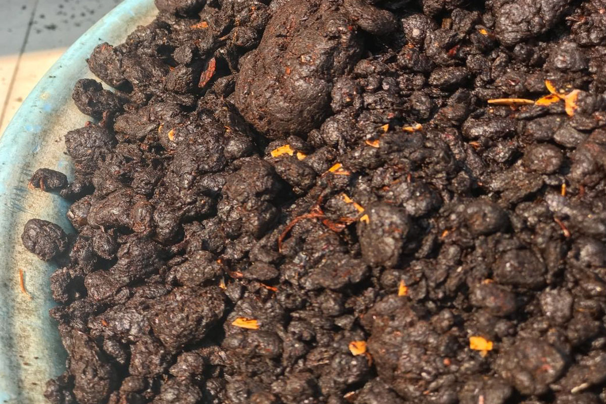 Veja como fazer um adubo ideal para árvores frutíferas - Reprodução Canva Pró