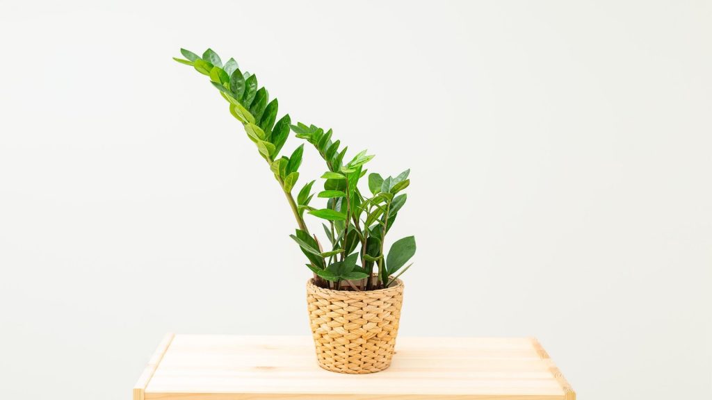 Plantas que preferem sombra. Foto: Canva pro