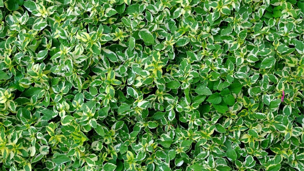 Plantas que preferem sombra. Foto: Canva pro