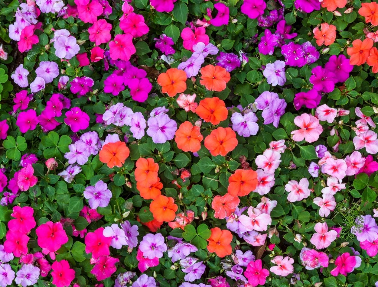 Como deixar beijinhos cheio de flores: enfeite seu jardim com as mais belas  flores