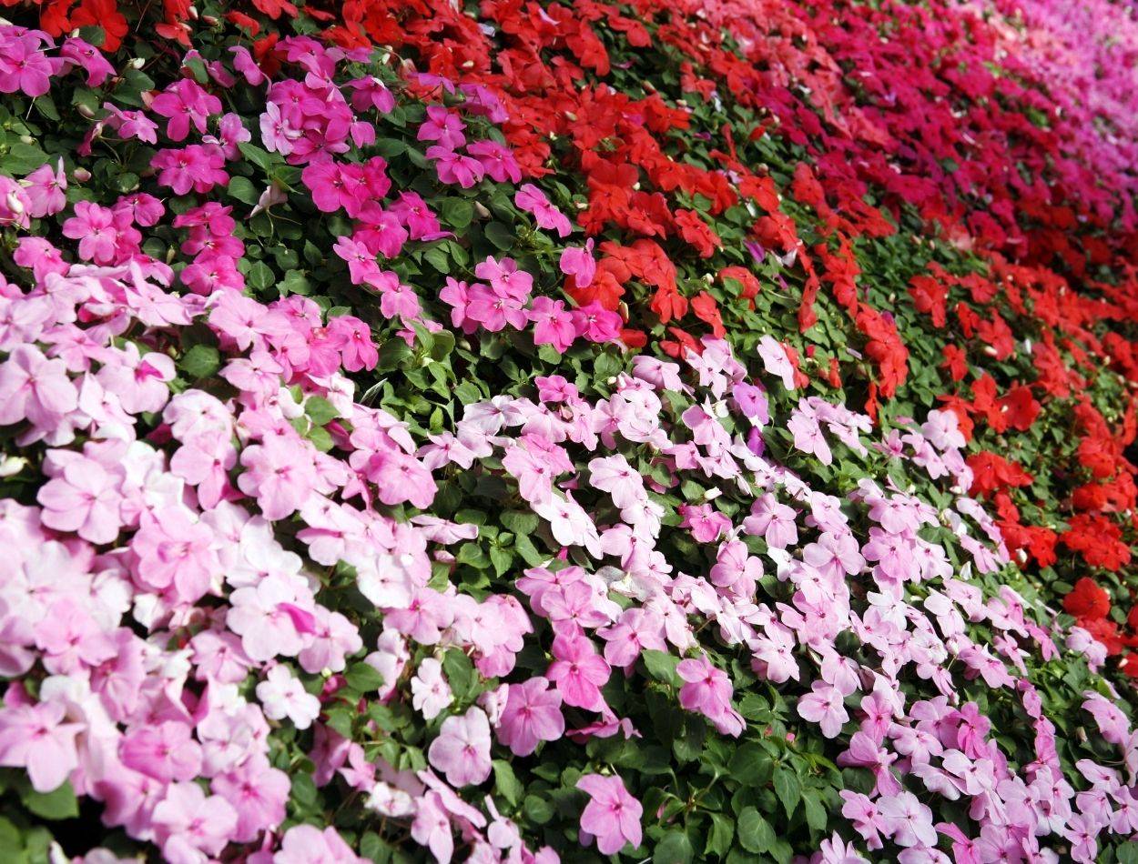 Como deixar beijinhos cheio de flores? Enfeite seu jardim com as mais belas flores