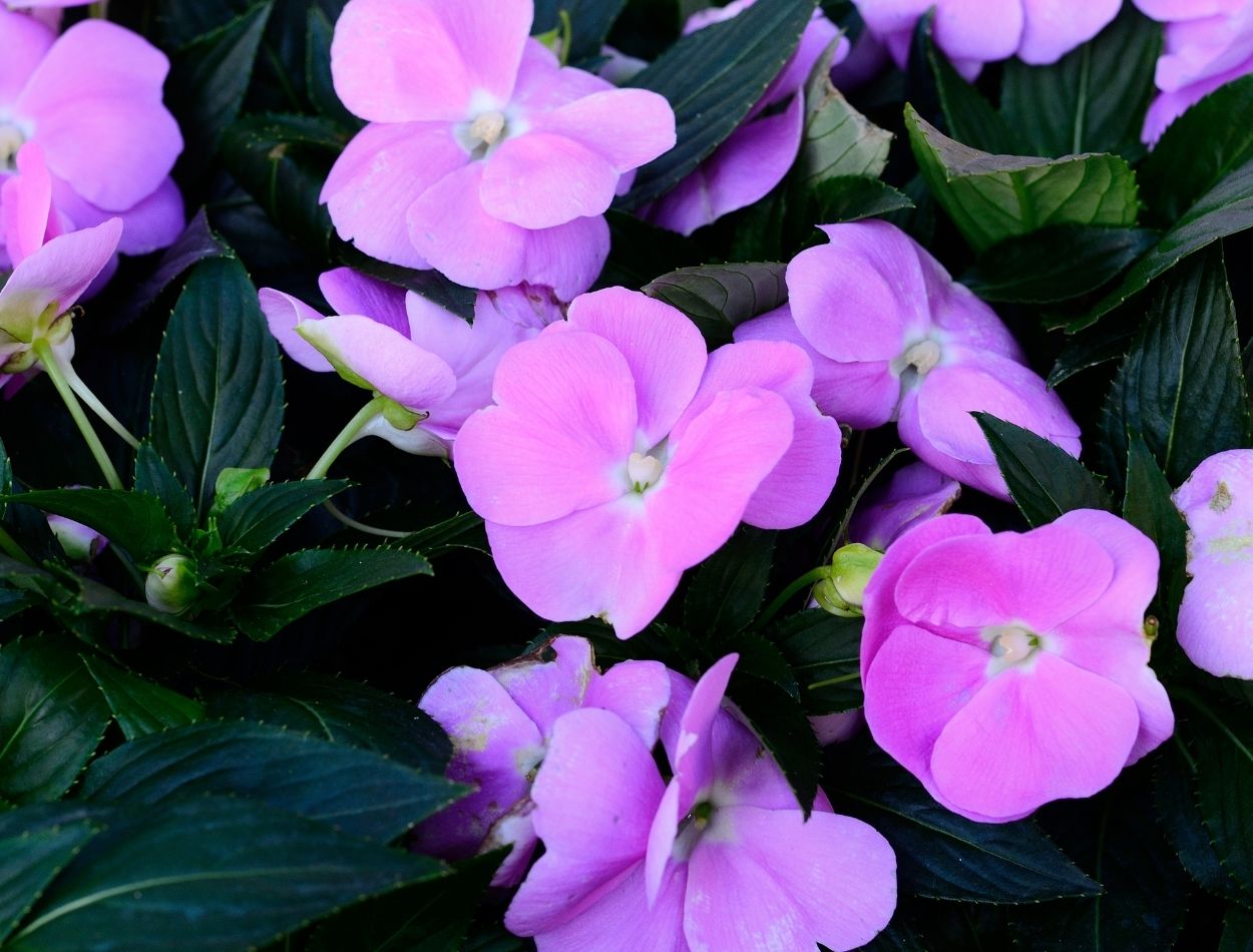 Como deixar beijinhos cheio de flores? Enfeite seu jardim com as mais belas flores