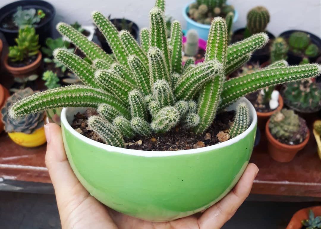 Como cultivar Cacto Amendoim: veja dicas simples e valiosas