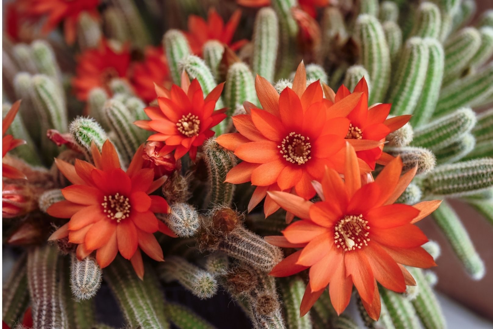 Como cultivar Cacto Amendoim: veja dicas simples e valiosas