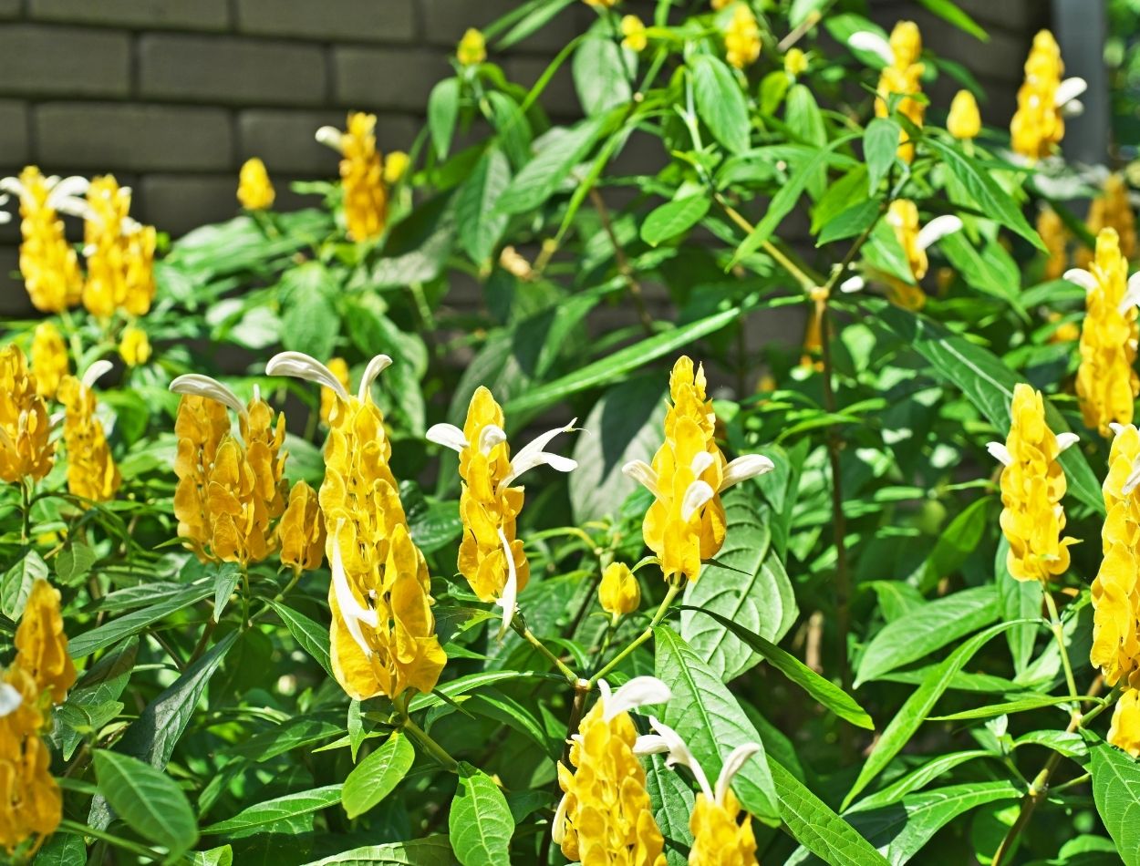 Como cultivar a flor camarão amarelo? Dicas e técnicas para ter está belíssima flor enfeitando o seu jardim