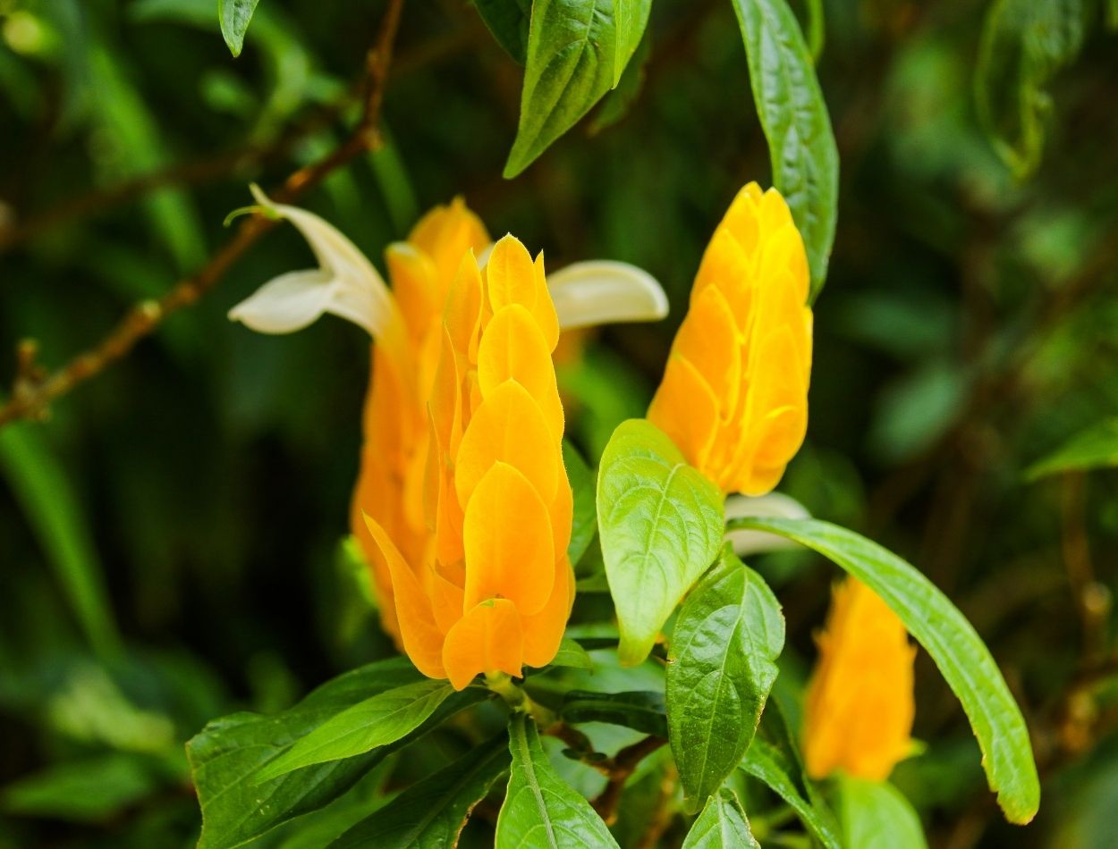 Como cultivar a flor camarão amarelo? Dicas e técnicas para ter está belíssima flor enfeitando o seu jardim