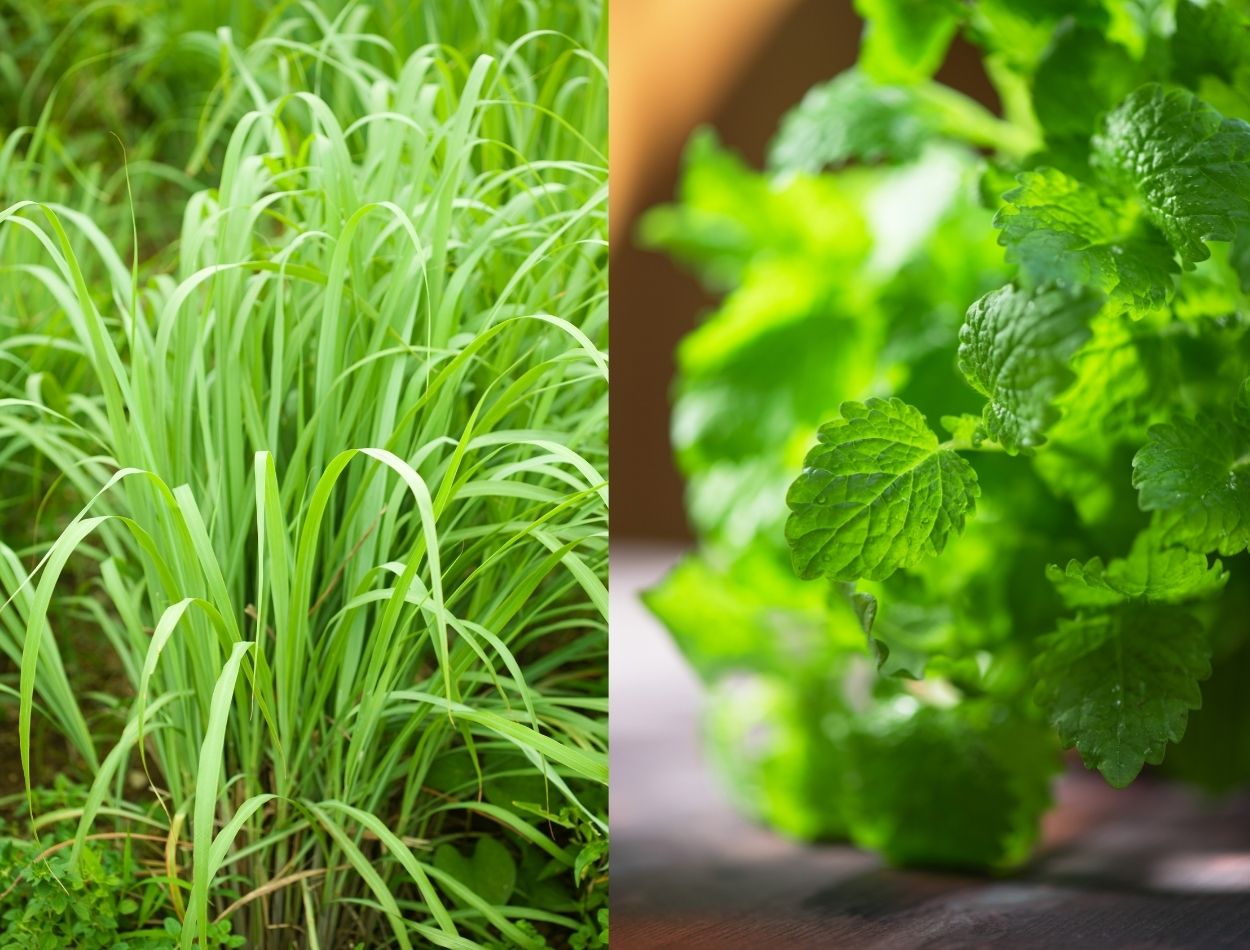 Como diferenciar erva cidreira de capim-santo?| Fonte: Adaptação Canva Pro
