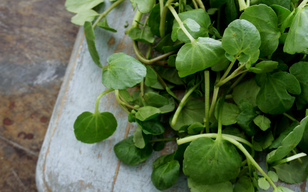 Como cultivar agrião.