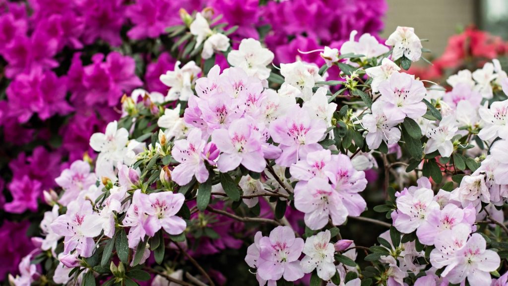 Como cultivar azaleia em casa, Foto: Canva Pro.