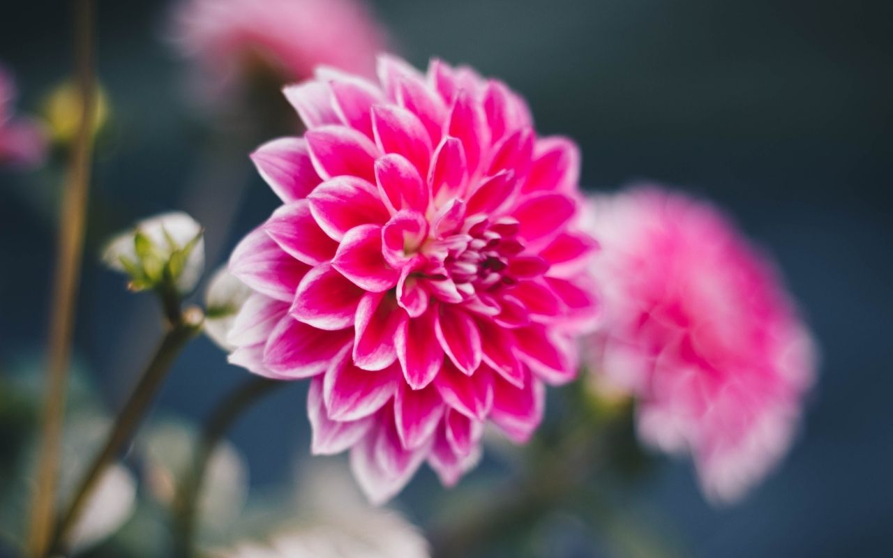 Como cultivar dálias