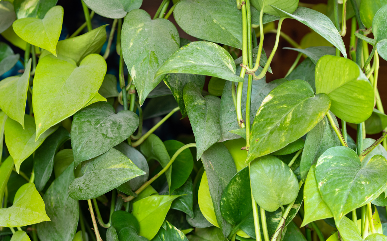 Como cultivar jiboia na água