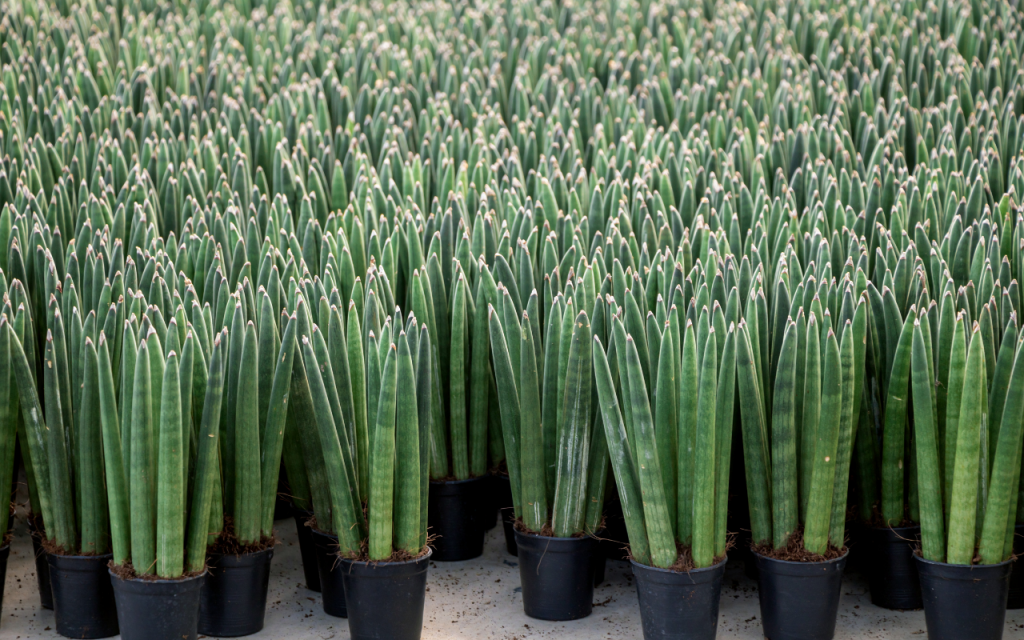 Como cultivar Lança de São Jorge.