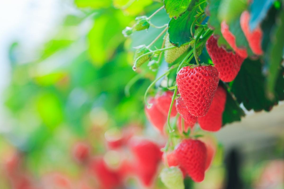 Saiba como cultivar morango em garrafas pet: aproveite para reciclar e incrementar a sua horta