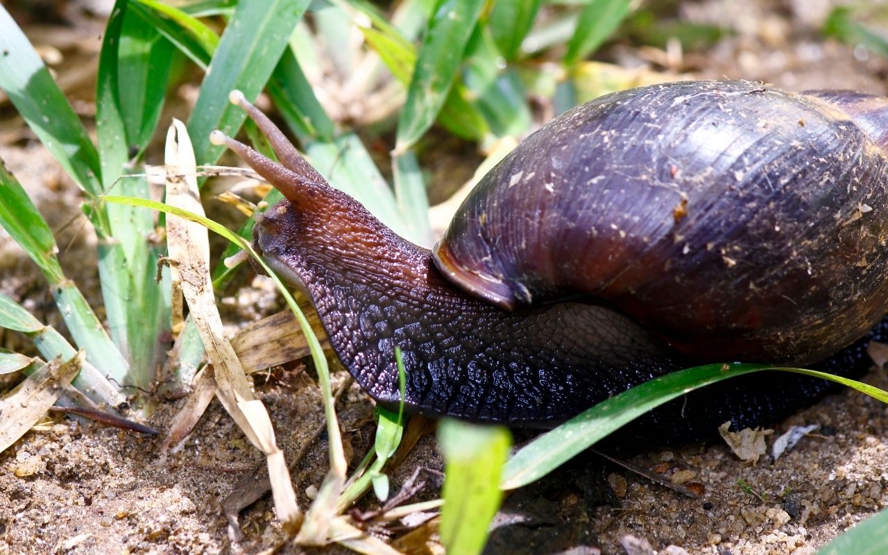 Como eliminar caramujo africano