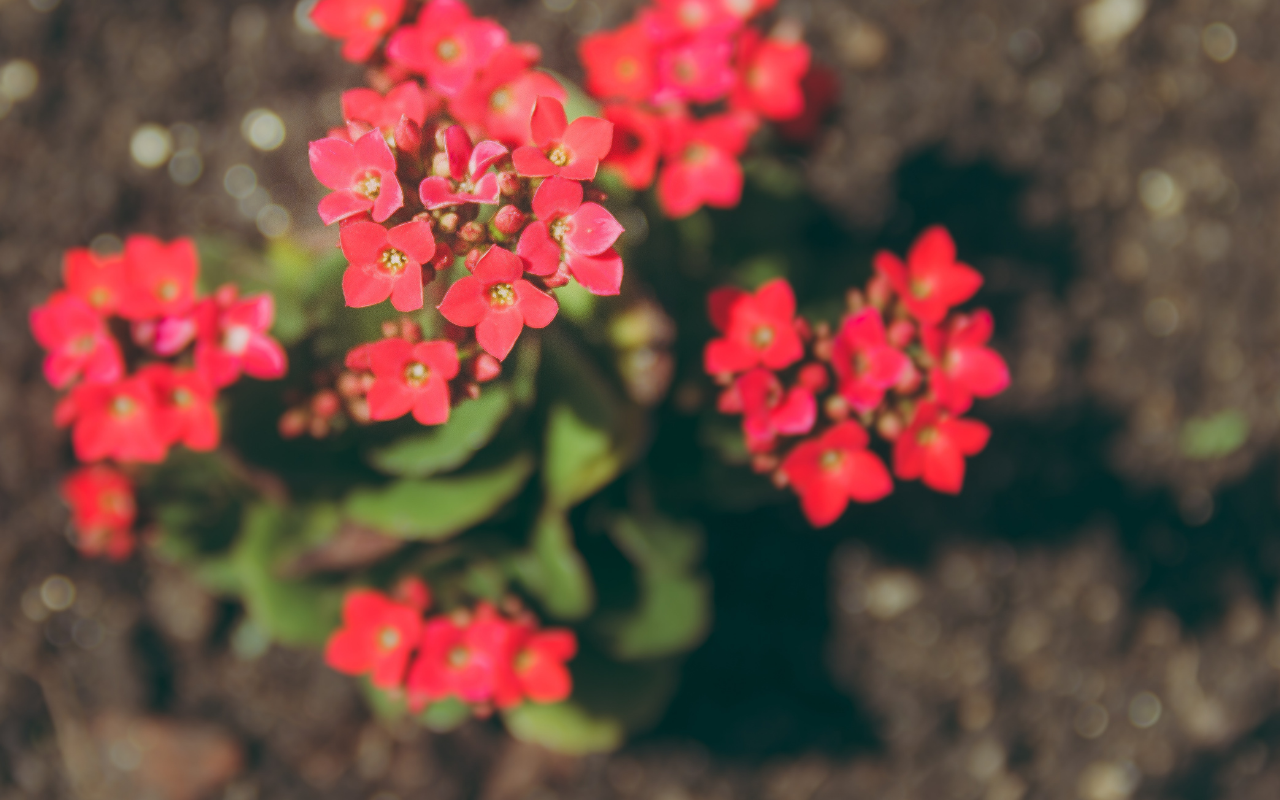Como fazer a Kalanchoe dar flores.