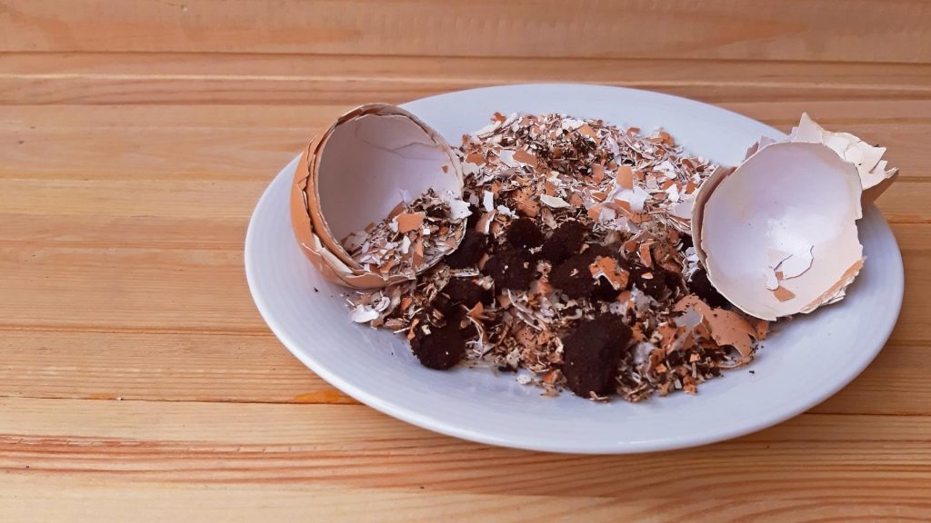 Adubo caseiro com ovo e café, Foto: Canva Pro.