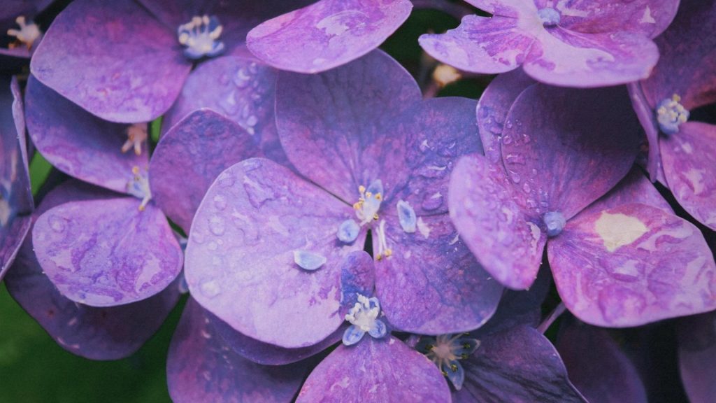 Como plantar e cuidar das violetas, Foto: Canva Pro.