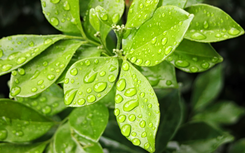 Como proteger suas plantas de chuva excessivas.