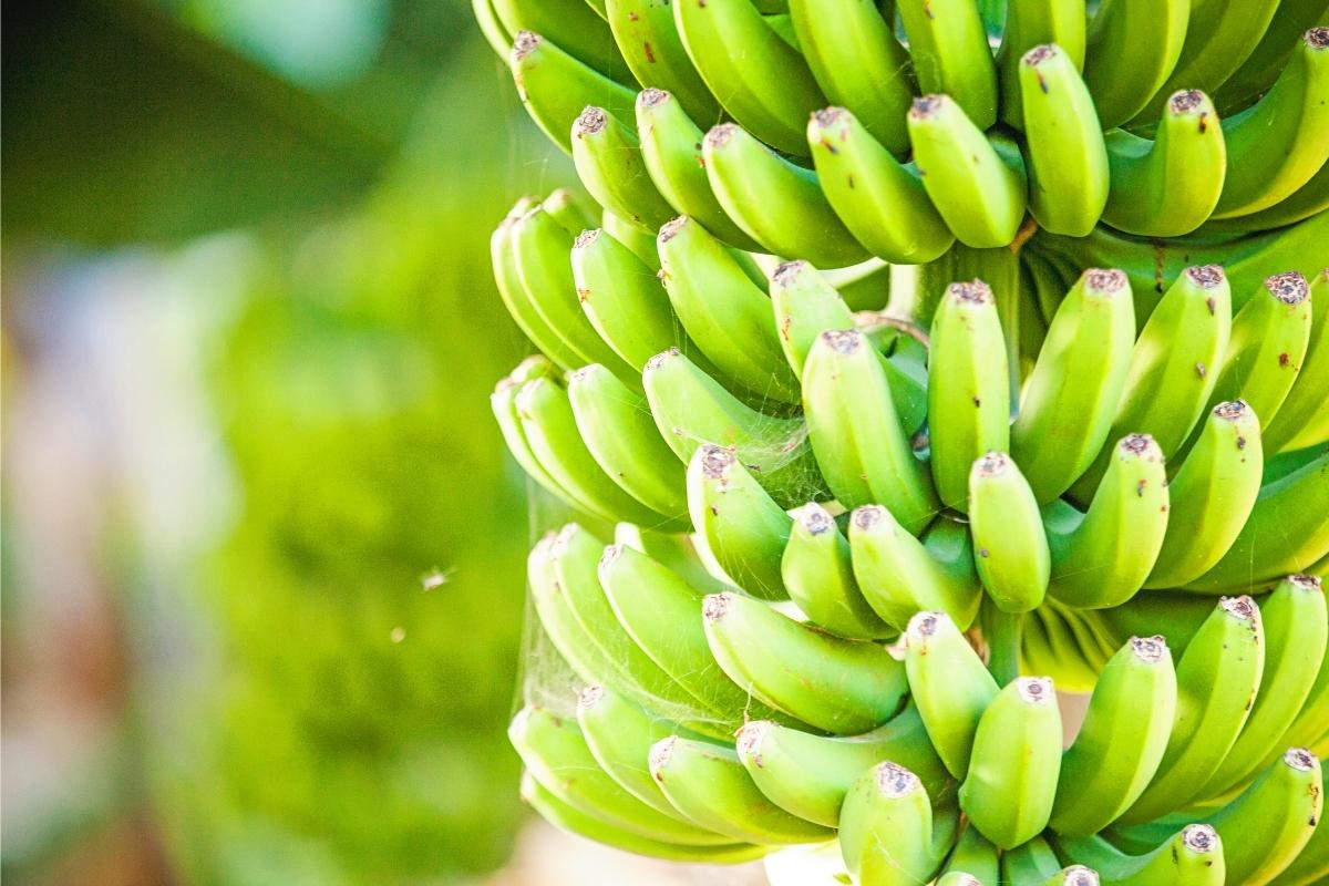 Saiba como ter bananeiras em vaso! Veja dicas de cultivo essenciais para ter a planta em casa