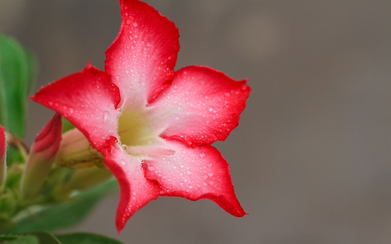 Como ter rosas do deserto sempre floridas e um jardim lindo. 