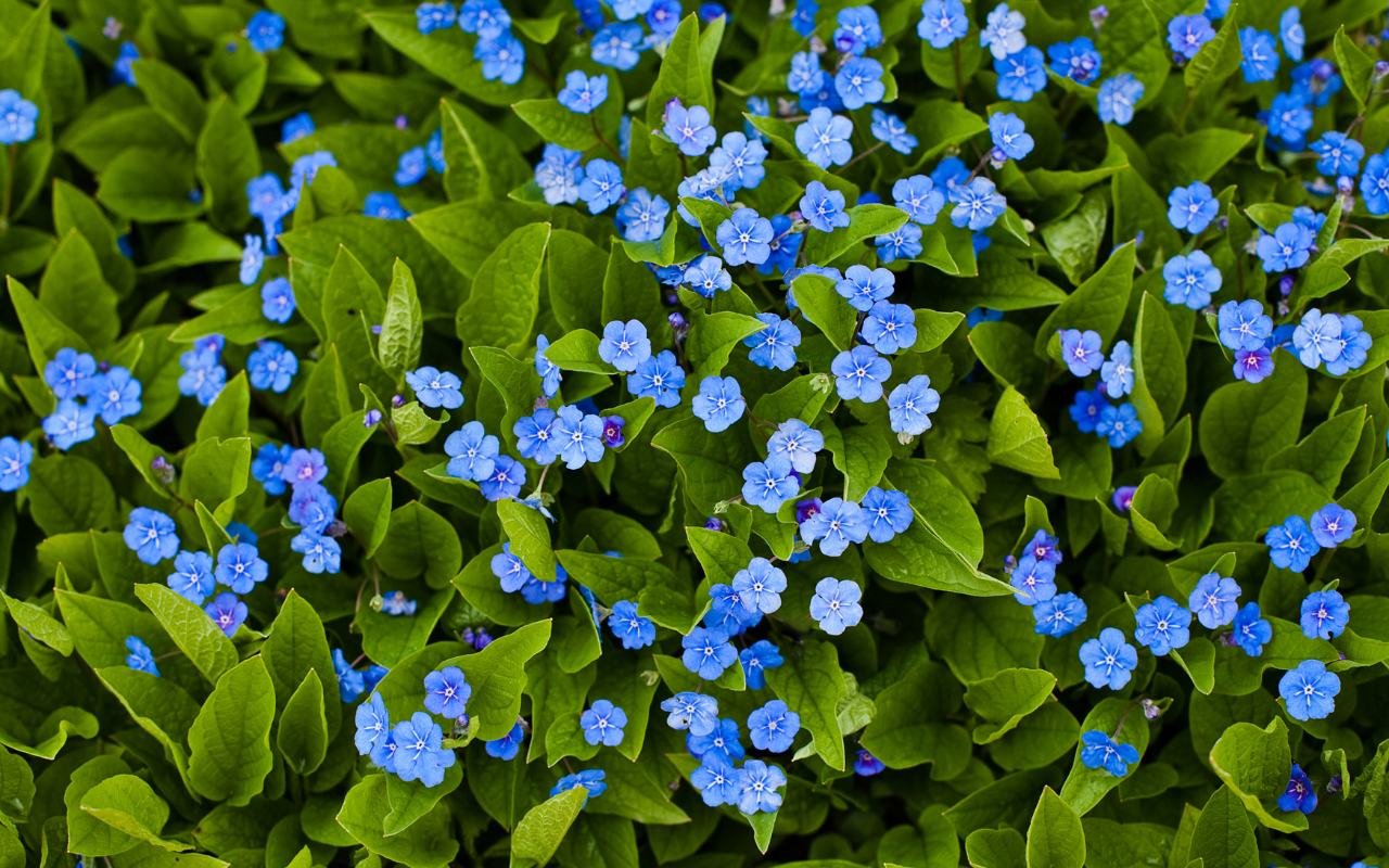 Como você pode cultivar Myosotis