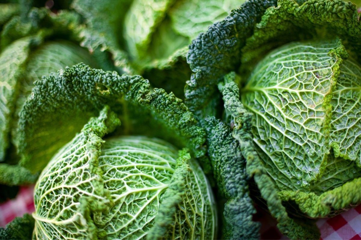 Gostaria de ter couve sempre ao alcance das mãos? Descubra como cultivar a couve em canteiros na sua casa!