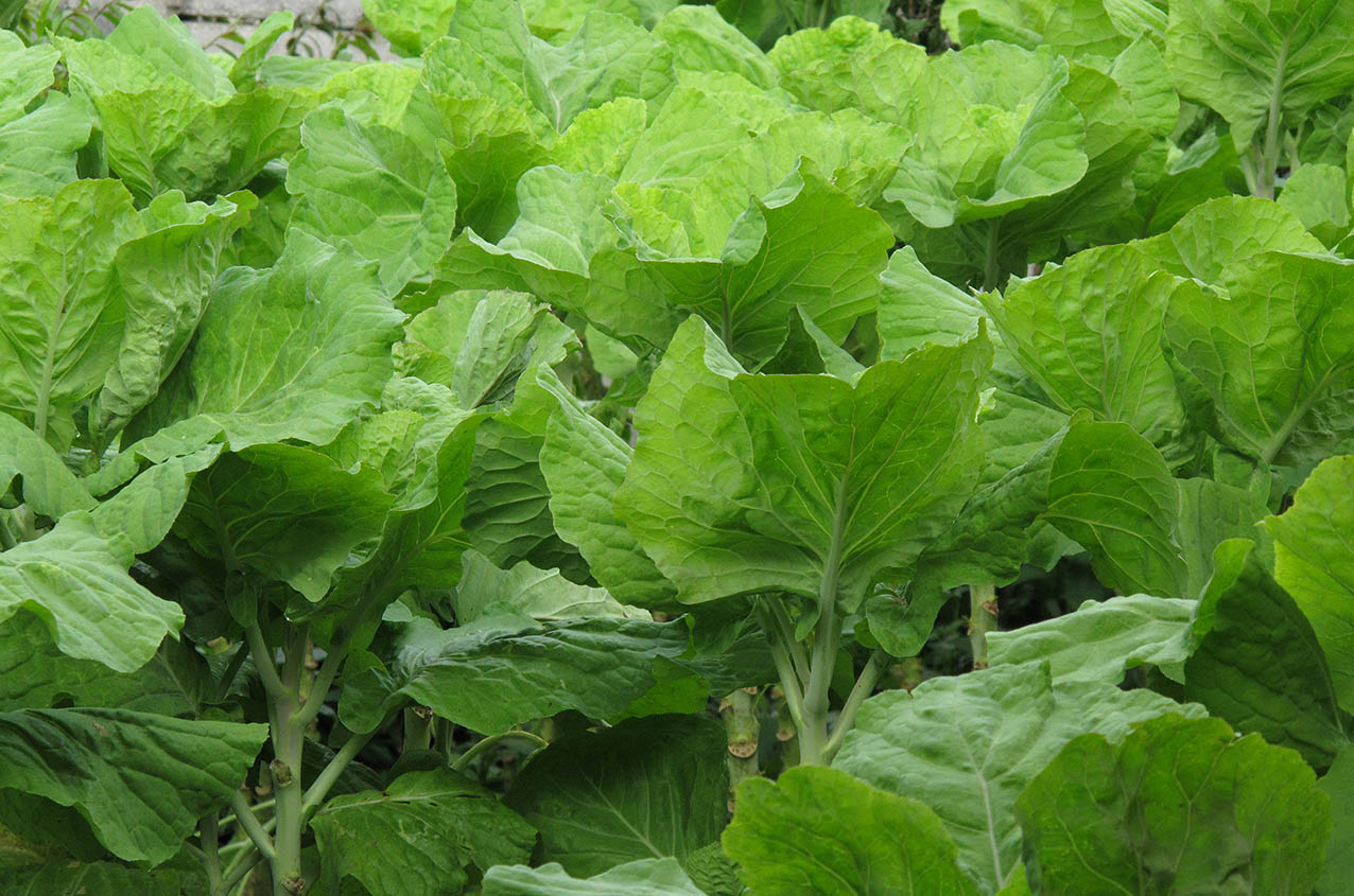 Como cultivar Couve Manteiga: confira dicas para ter uma planta cheia de folhas 