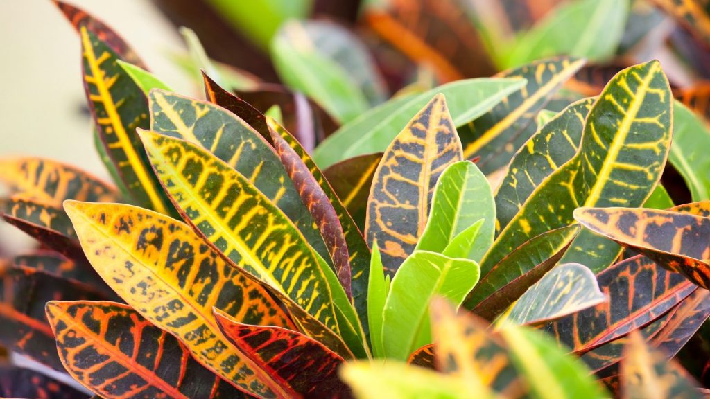 Cinco plantas que adoram o sol. Foto: Canva pro